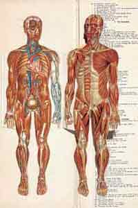 [William Furneaux, ed. <I>Dr. Minder’s Anatomical Manikin of the Human Body</I>. [1902?]]