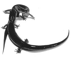 [salamanders]